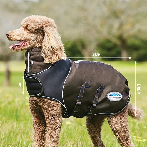 How to Fit & Care For Your Dog Coat 