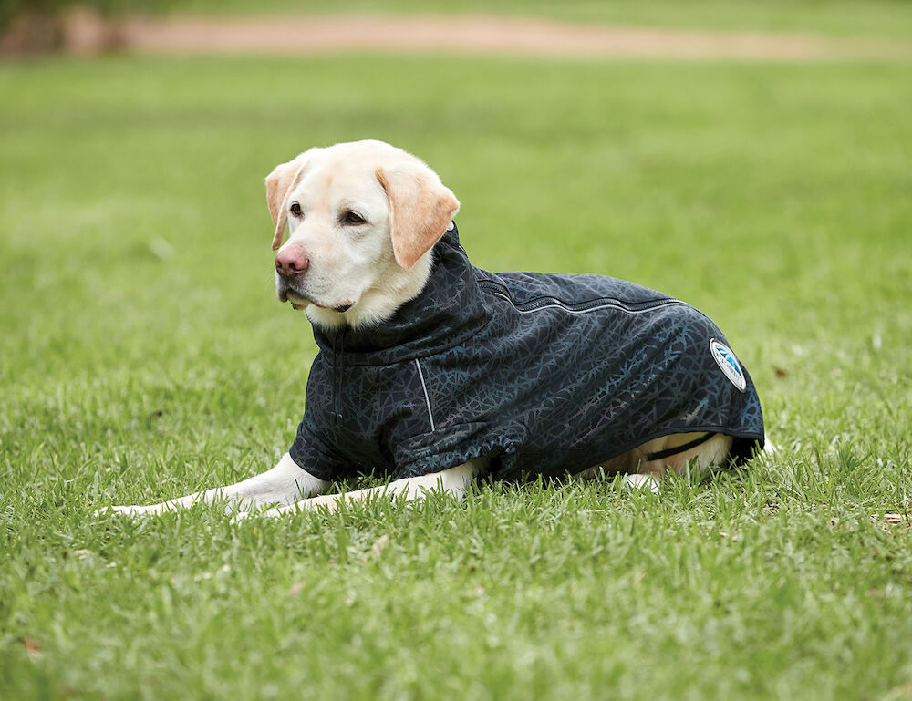 Weatherbeeta reflective exercise dog coat on sale