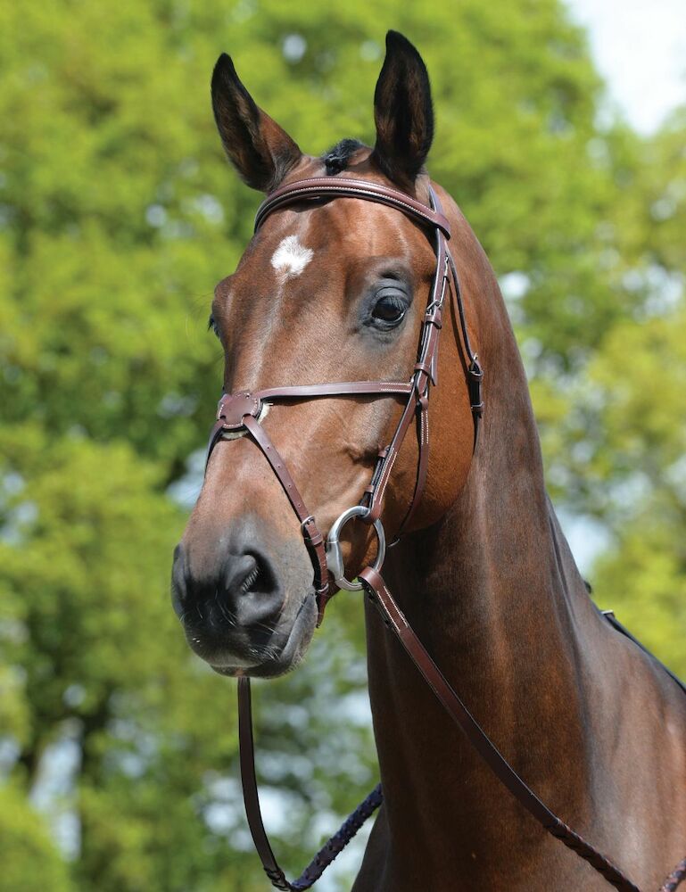 Syntovia+ Padded Raised Figure 8 Bridle - | WeatherBeeta