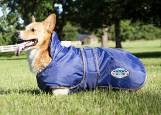 Corgi wearing a WeatherBeeta Deluxe Windbreaker Dog Coat