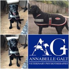 Collage of dogs wearing the WeatherBeeta Therapy-Tec Dog Coat