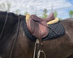 Close up of Collegiate Triumph Saddle