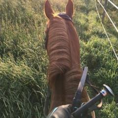 Review: Collegiate Rubber Reins