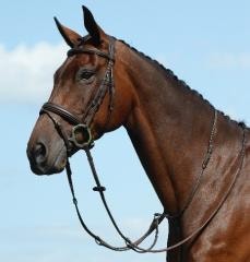 Horse wearing Collegiate Syntovia Flash Bridle