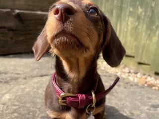 Winnie the Dachshund wearing the WeatherBeeta rolled collar