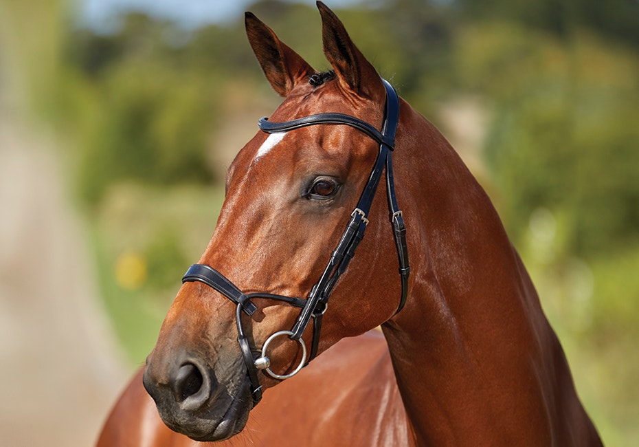 Horse wearing Collegiate bridle