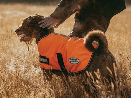 25% off WeatherBeeta Dog Coats