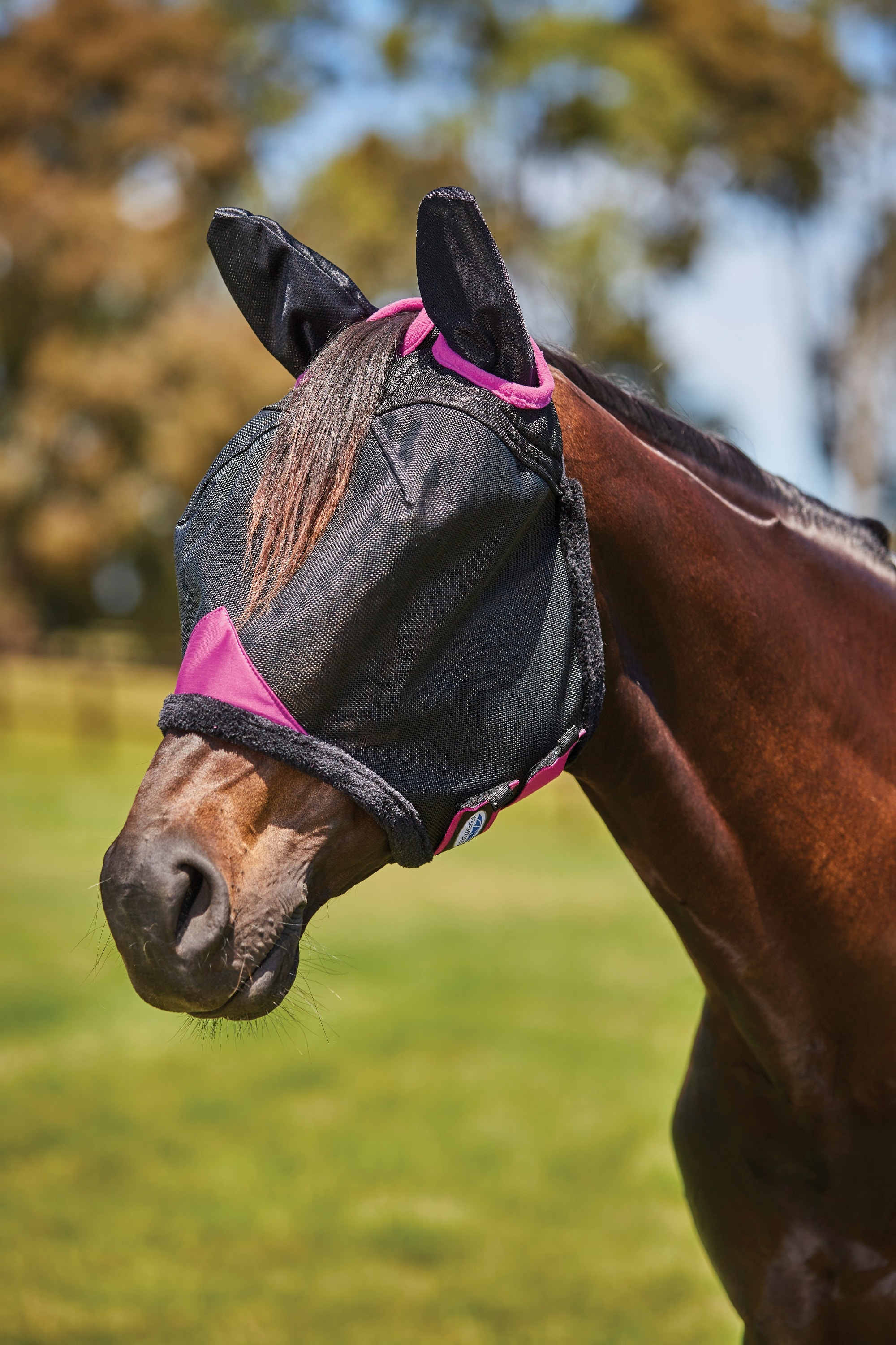 Collage of horses wearing fly masks