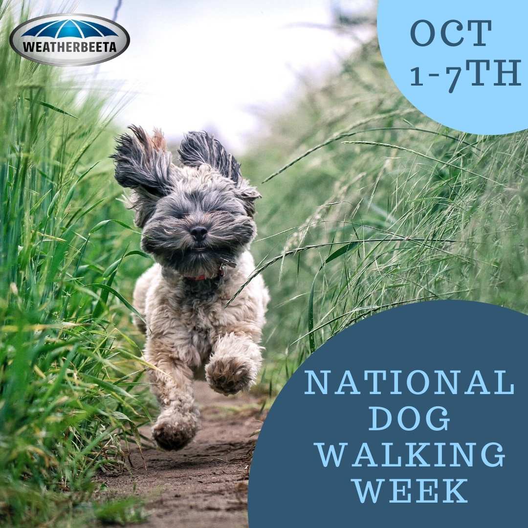 Dog running through field with text promoting National Walk Your Dog Week
