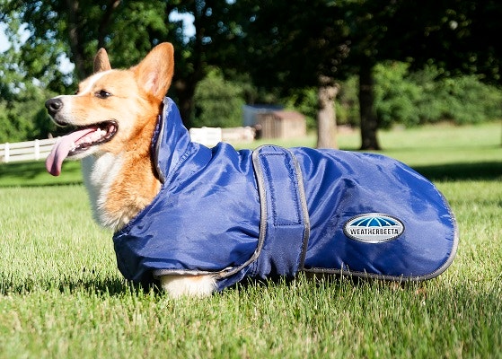 Corgi wearing a WeatherBeeta Deluxe Windbreaker Dog Coat