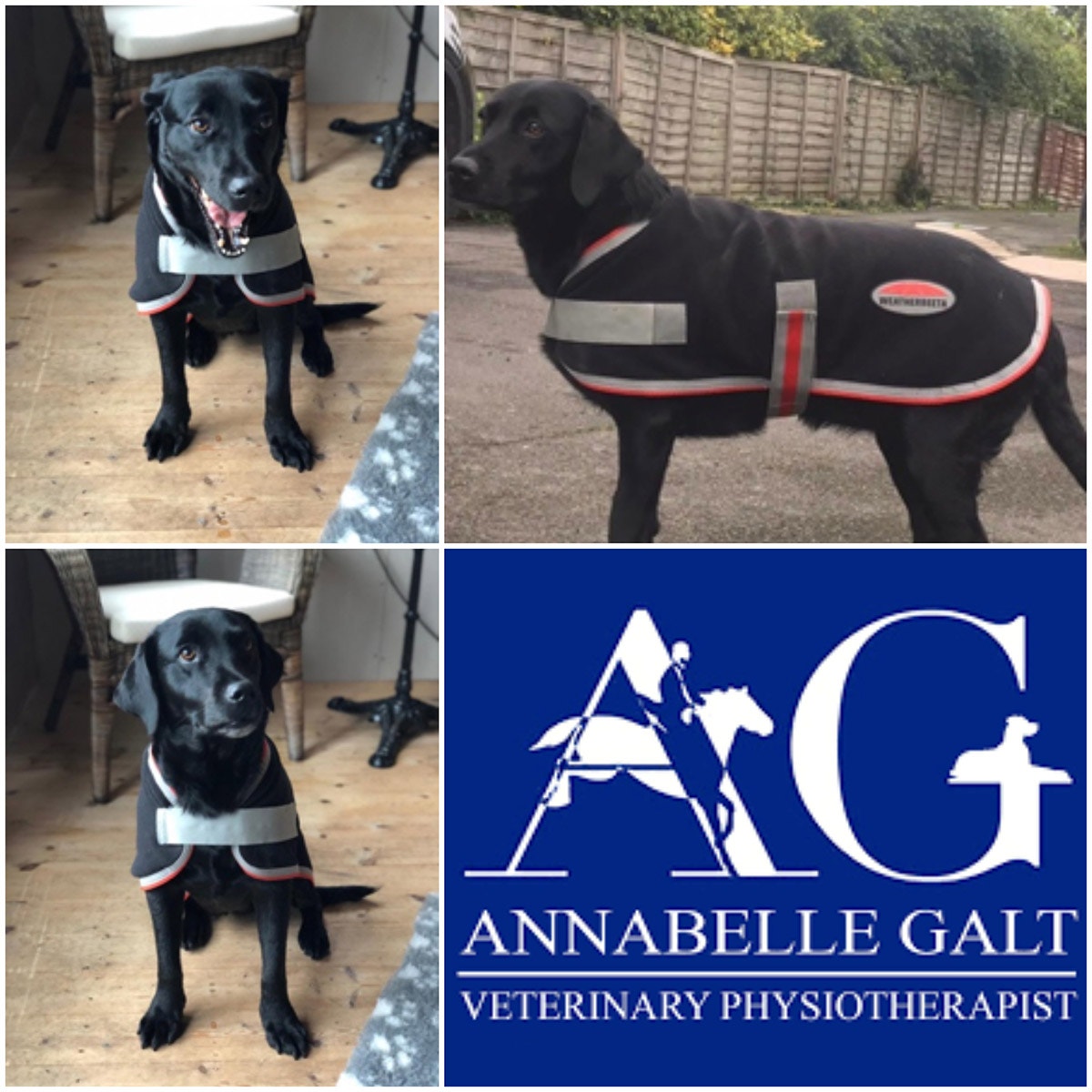 Collage of dogs wearing the WeatherBeeta Therapy-Tec Dog Coat