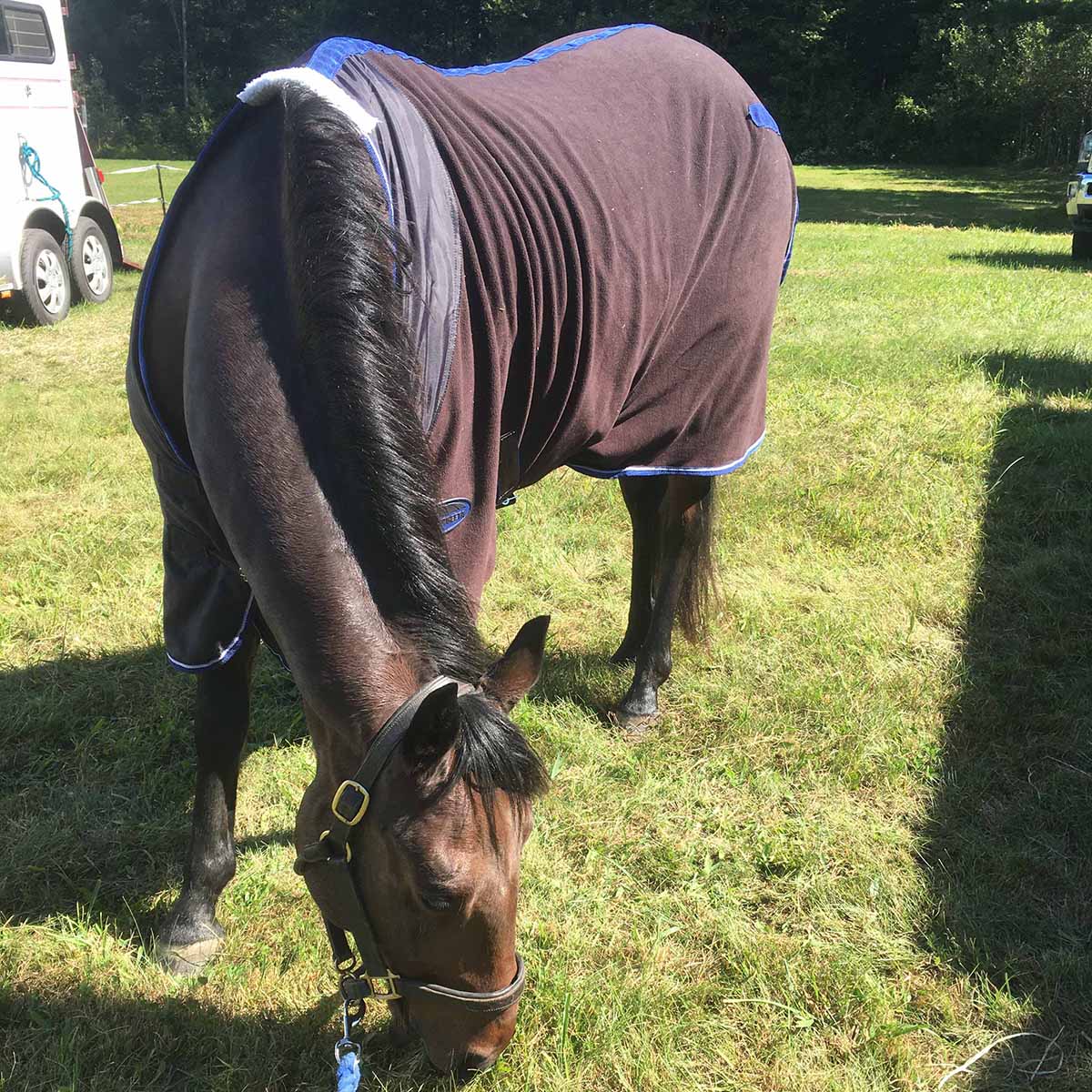 Reuben the horse wearing a Weatherbeeta Fleece Cooler