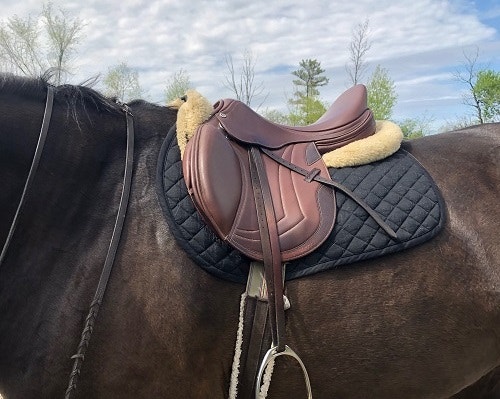 Close up of Collegiate Triumph Saddle