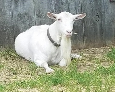 Daisy the goat laying in the grass