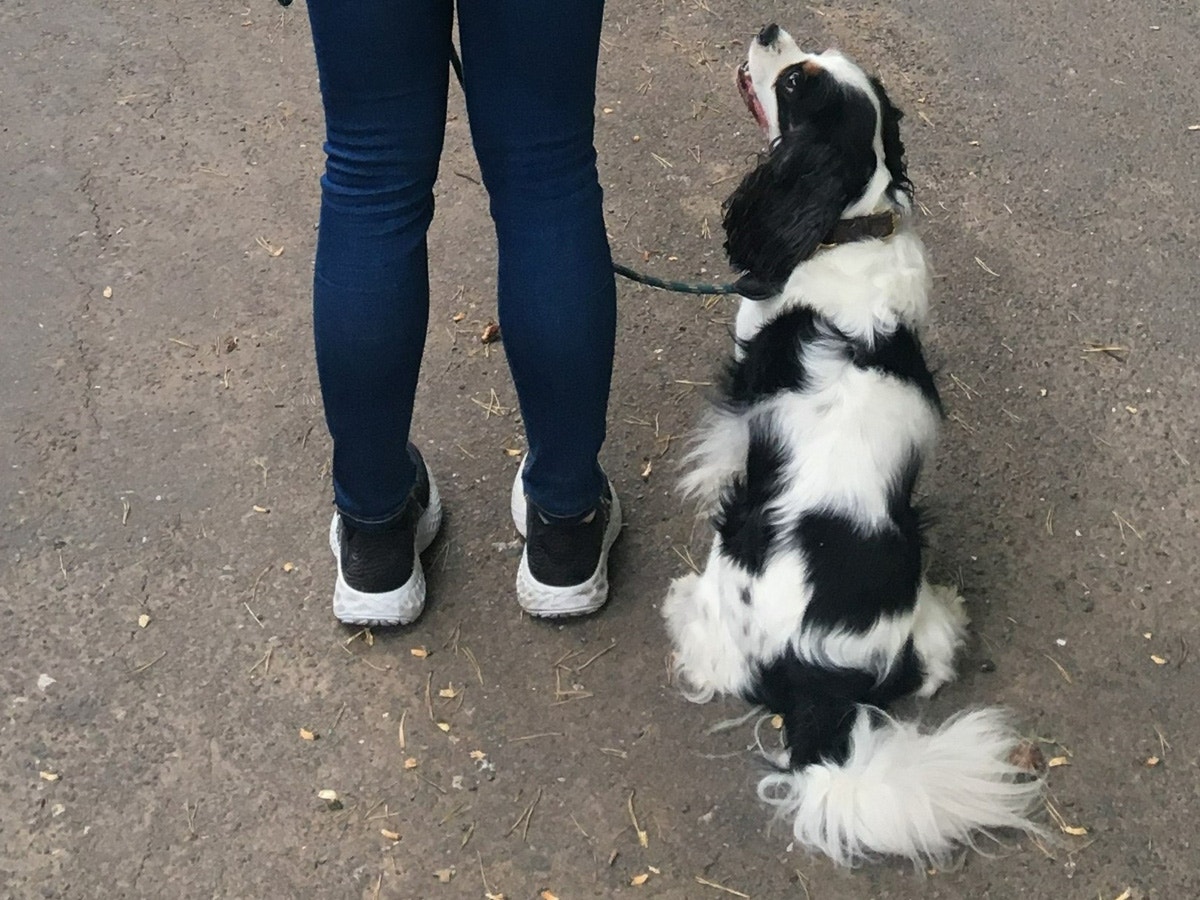 Dog sitting next to girl