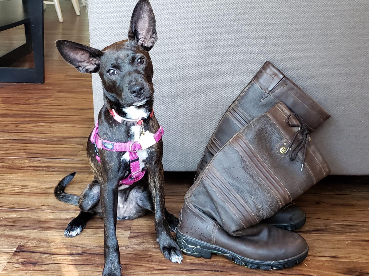 Dog sitting next to boots