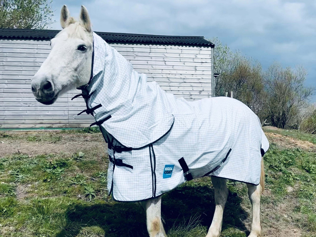 Mouse the horse wearing the Kool Coat Classic blanket