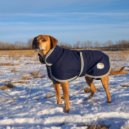 Dog standing in snow wearing WeatherBeeta Parka Dog Coat