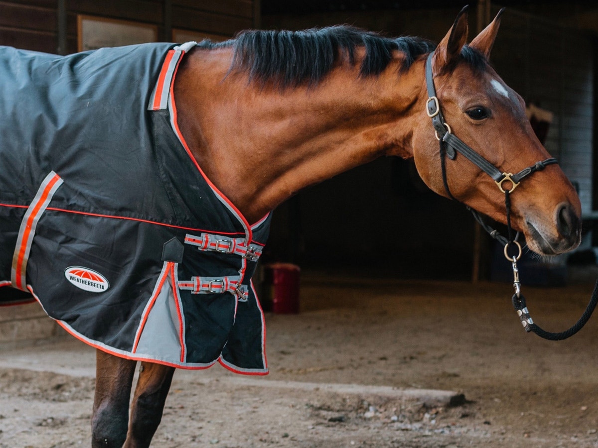 Horse wearing Therapy-Tec blanket