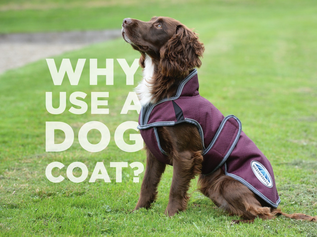 Why Use A Dog Coat