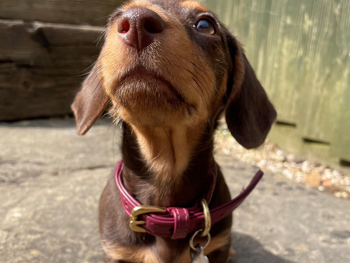 Winnie the Dachshund wearing the WeatherBeeta rolled collar