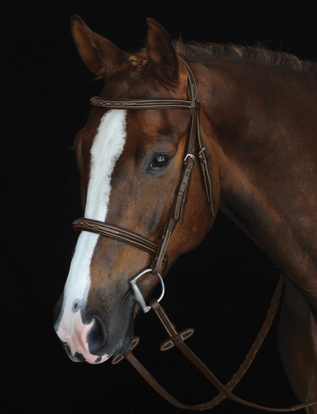 Horse wearing Collegiate bridle